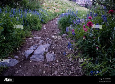 High Mountain Wildflowers The Albion Basin In Alta Utah Usa Is World