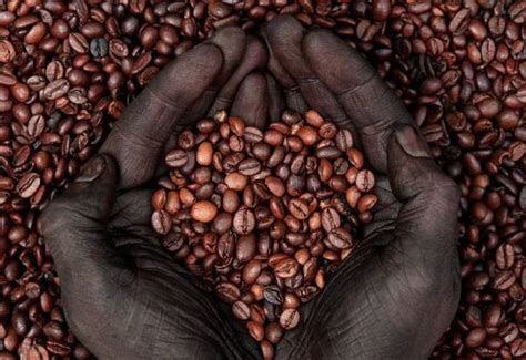 This Nigerian Entrepreneur Started With One Coffee Tree Now He Manages