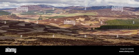 Mixed Habitat Of Upland Heather Moorland Commercial Forestry And Sheep
