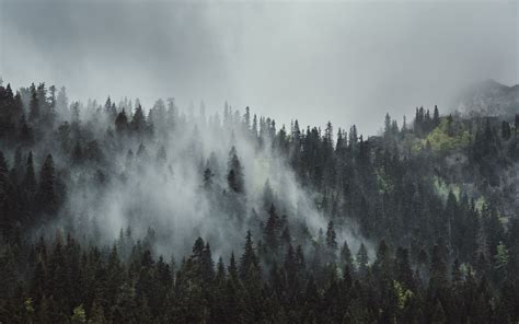 Download Wallpaper 3840x2400 Forest Fog Trees Mountains Findsource