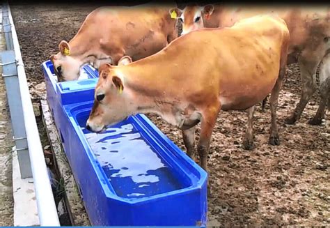 Freeze Proof Plastic L13ft 260l Livestock Water Tank