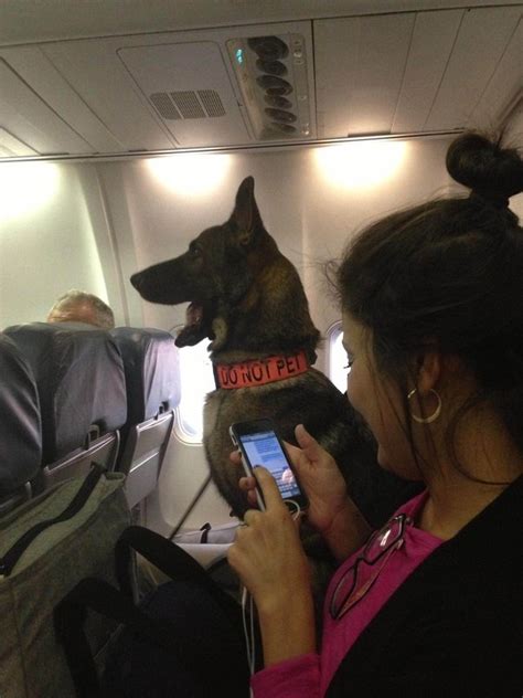 Maybe you would like to learn more about one of these? Are service dogs allowed on international flights? - Quora