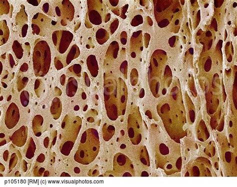 Spongy Bone Tissue Sem Stock Photos Royalty Free Royalty Free Photos