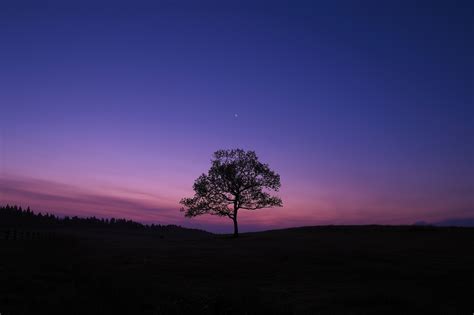 Dark Sky Blue Purple Nature Landscape Trees Wallpapers Hd