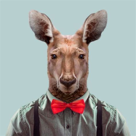 Zoo Portraits Yago Partal Kangaroo Art Animal Portraits Art Red