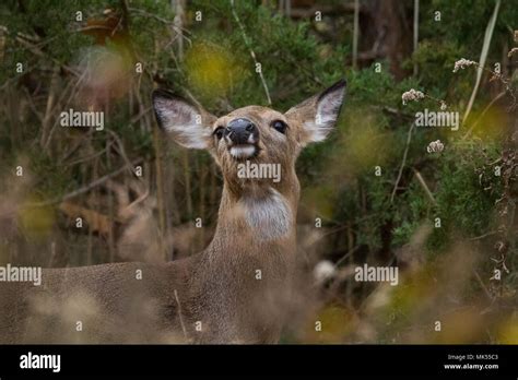 Deer Stock Photo Alamy