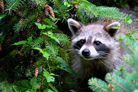 Can your dog be killed for biting someone? How to Get Rid of Raccoons in Your Garden - Garden Lovers Club