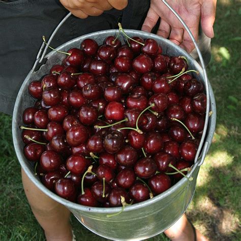 Stella Cherry Trees For Sale