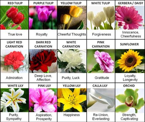 Strength and love symbolizes our house which is girls 102. meanings | Flower meanings, Flower guide, Different types ...