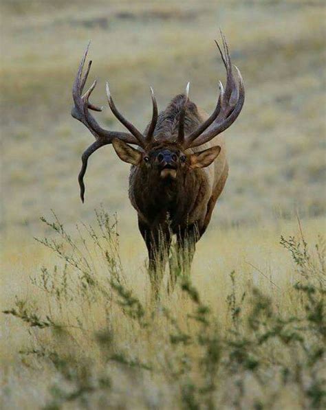 Bugling Bull Mule Deer Buck Elk Hunting Bull Elk