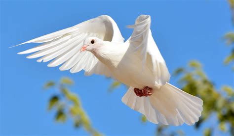 White Dove Birds