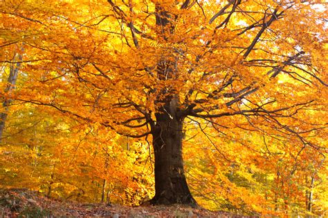 Gold Autumn Trees Gold Autumn Trees 19901