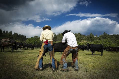 Modern Day Cowboys Drive Cattle In Colorado Cbs News