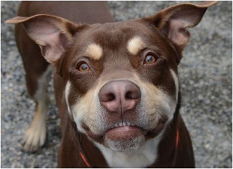 Where does the rottweiler husky mix come from? Very loving 2 year old Rottweiler/Husky Mix needs a home!