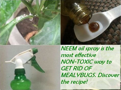 How To Use Neem To Get Rid Of Mealybugs Control And Kill Them