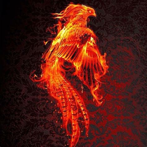 Fantasy Creatures Mythical Creatures Phoenix Artwork Phoenix