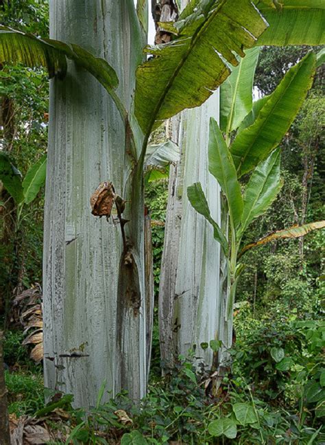 Marvel At The Most Exotic And Mysterious Banana Varieties In The World