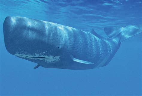 What Do Sperm Whales Eat