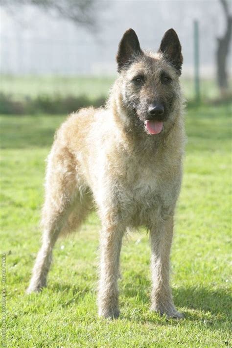(brown and white parti poodle, chocolate and white parti poodle, original poodle, preppy poodle, poodle history, classic poodle). BELGIAN SHEPHERD DOG LAEKENOIS | BELGIAN SHEEPDOGS | Purebred dogs, Belgian shepherd