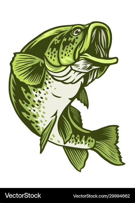 Largemouth Bass Fish Royalty Free Vector Image