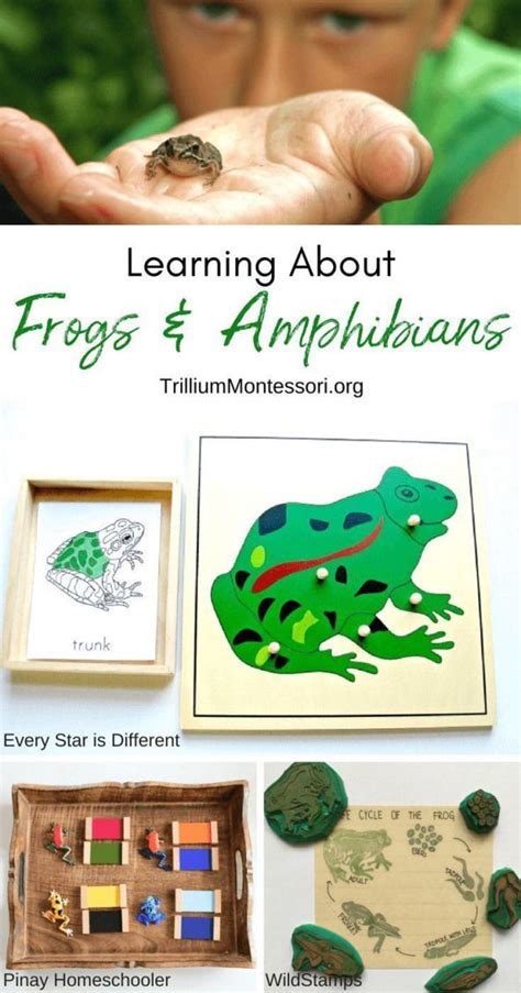 Ideas For A Frogs And Amphibians Unit For Montessori And Preschool