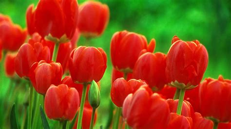 Красивые картинки тюльпанов на рабочий стол (38 фото) 🔥 Прикольные ...
