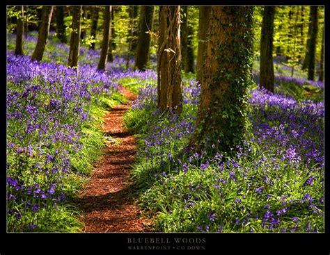 Bluebell Woods A Photo From Down Northern Ireland Trekearth