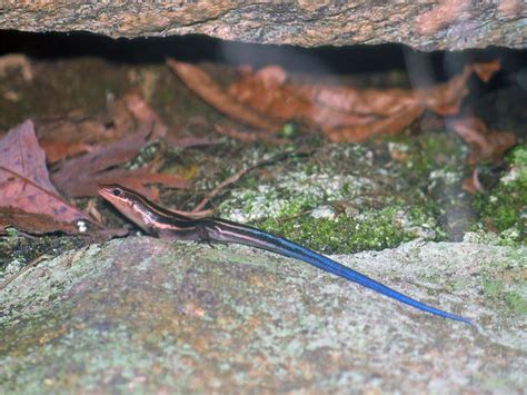 Free Stock Photo Of Blue Tailed Skink Download Free Images And Free