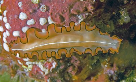 Photos Of Platyhelminthes Flatworms Tapeworms And Trematodes