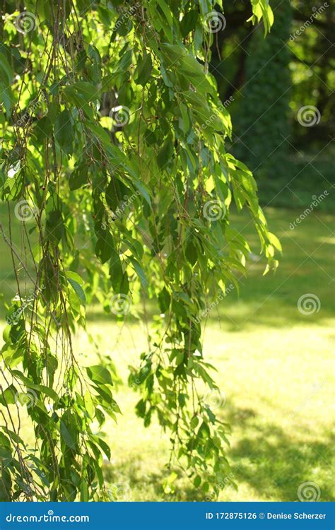 Weeping Willow Tree Branches Hanging Down Stock Photo Image Of Fresh