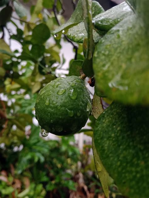 Losyen limau purut sesuai untk buang angin dan sakit sendi. Jeruk-Purut-Limau-Purut-keposiasi.com-Yopie-Pangkey-7 ...