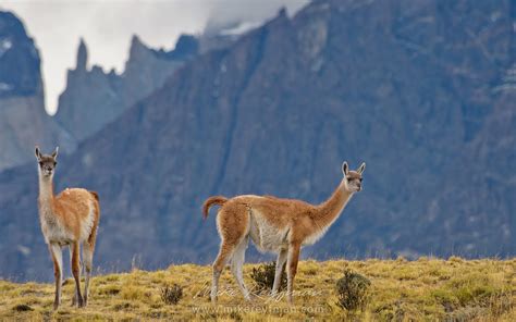 Two Guanacos Lama Guanicoe Standing On Hill Top Torres Del Paine