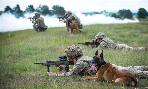 Military Dogs Training Strategic Bureau Of Information