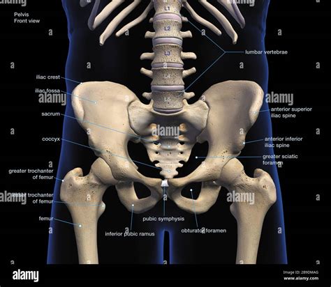 Leg Bones Diagram Labeled 6 3 Bone Structure Anatomy Physiology