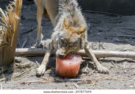 Environmental Enrichment Gray Wolf Canis Lupus Stock Photo 297877694