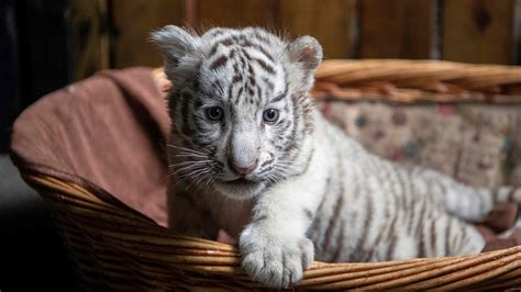 Three White Bengal Tiger Cubs Made Their Public Debut At Yunnan