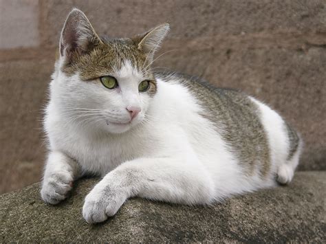 Da wohnungskatzen nicht gezüchtet sind, gibt es beim katzenverband keinen registrierten züchter, bei dem man hauskatzen kaufen kann. Hauskatze Foto & Bild | tiere, zoo, wildpark & falknerei ...