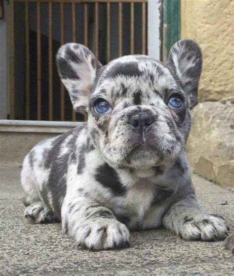 He has an amazing blue coat and gorgeous eyes duke is a blue pie male frenchie. Merle French Bulldog Puppy ️ | Cute baby animals, Cute ...