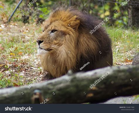 Portrait Of A Lion In The Bronx Zoo Observing Its Habitat Leon Locked