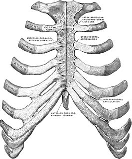 The sternum, commonly known as the breastbone, is a long, narrow flat bone that serves as the keystone of the rib cage and stabilizes the thoracic skeleton. Sternum and Ribs | ClipArt ETC