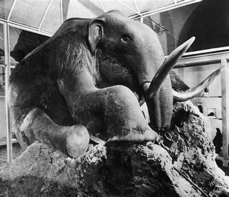 250000 Year Old Wooly Mammoth Tastes Like Sea Turtle