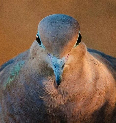 30:02 channel 6 рекомендовано вам. Mourning dove at sunset. (With images) | Mourning dove ...