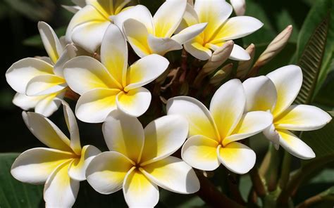 Hd wallpapers and backgrounds for desktop, mobile and tablet in full high definition widescreen, 4k ultra hd, 5k, 8k resolutions download for osx, windows 10, android, iphone 7 and ipad. Plumeria HD Wallpapers