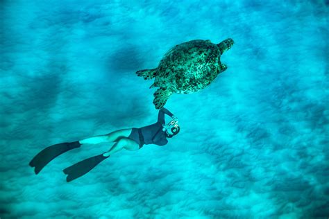 An Experts Guide To Underwater Photography For Everyone Lonely