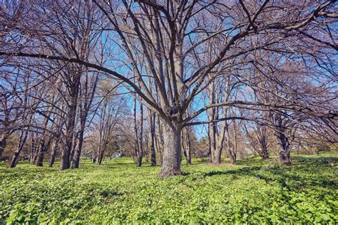 Spring Forest Trees Nature Green Wood — Stock Photo © Saharrr 180857630