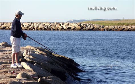 Maine Saltwater Fishing Guides Rules Regulations Licenses Me Living