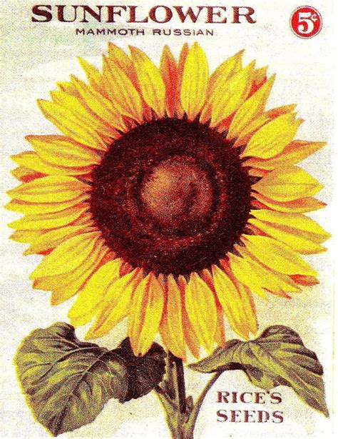Antique Sunflower Seeds Pack By Peter Gumaer Ogden Gallery Vintage