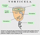 Un tema, mil preguntas.: La materia viva. Bacterias, amebas, paramecios ...