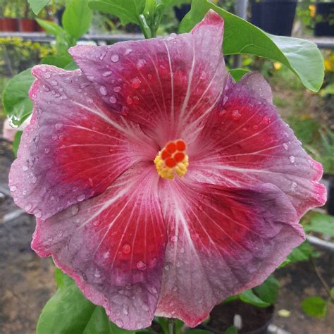 ⛔️⛔️⛔️FINAL SALE!!!! 25% or more... - SS Agri and Aquatics