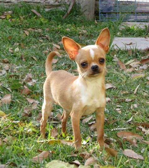 Chihuahua Cabeza De Manzana Llamado El Coco Perros Chihuahua